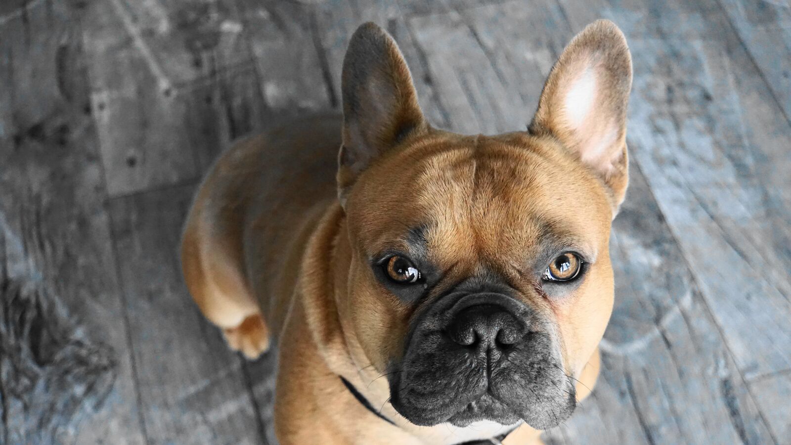 Sony a6000 sample photo. French bulldog, dog, animal photography