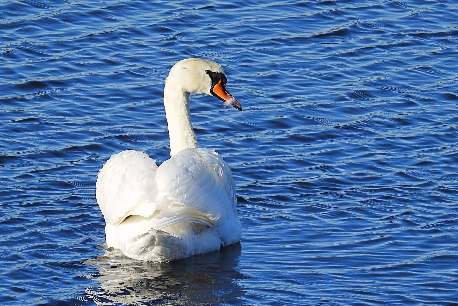 Nikon Coolpix P900 sample photo. Swan, lake, waters photography