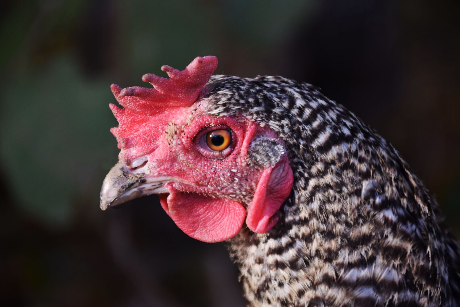 Nikon D3300 sample photo. Chicken, poultry, hen photography