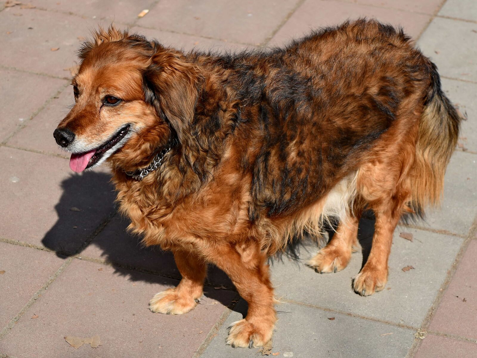Nikon D5500 sample photo. Adorable, animals, breed, brown photography