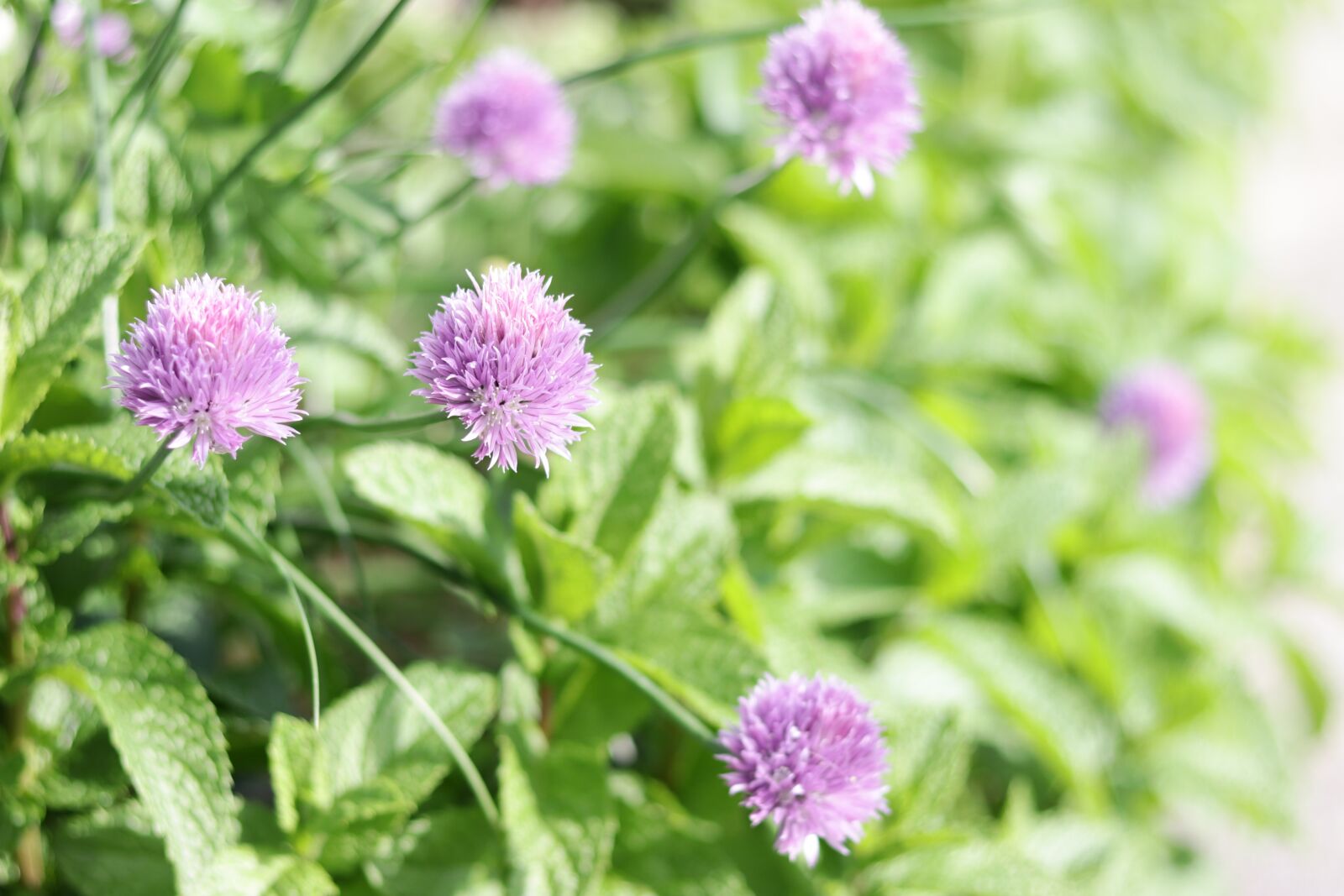 Canon EF 50mm F1.8 STM sample photo. Garlic, flowers, purple photography