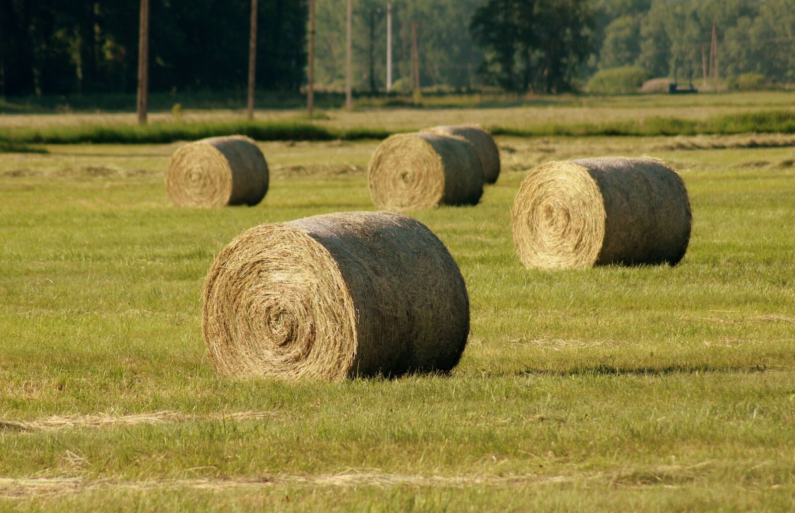 Canon EOS 1200D (EOS Rebel T5 / EOS Kiss X70 / EOS Hi) sample photo. Hay, bales, landscape photography
