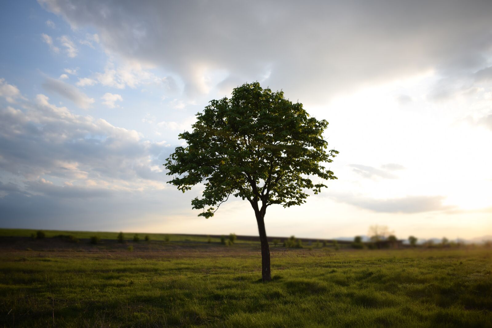 Nikon D5300 sample photo. Tree, meadows, grass photography