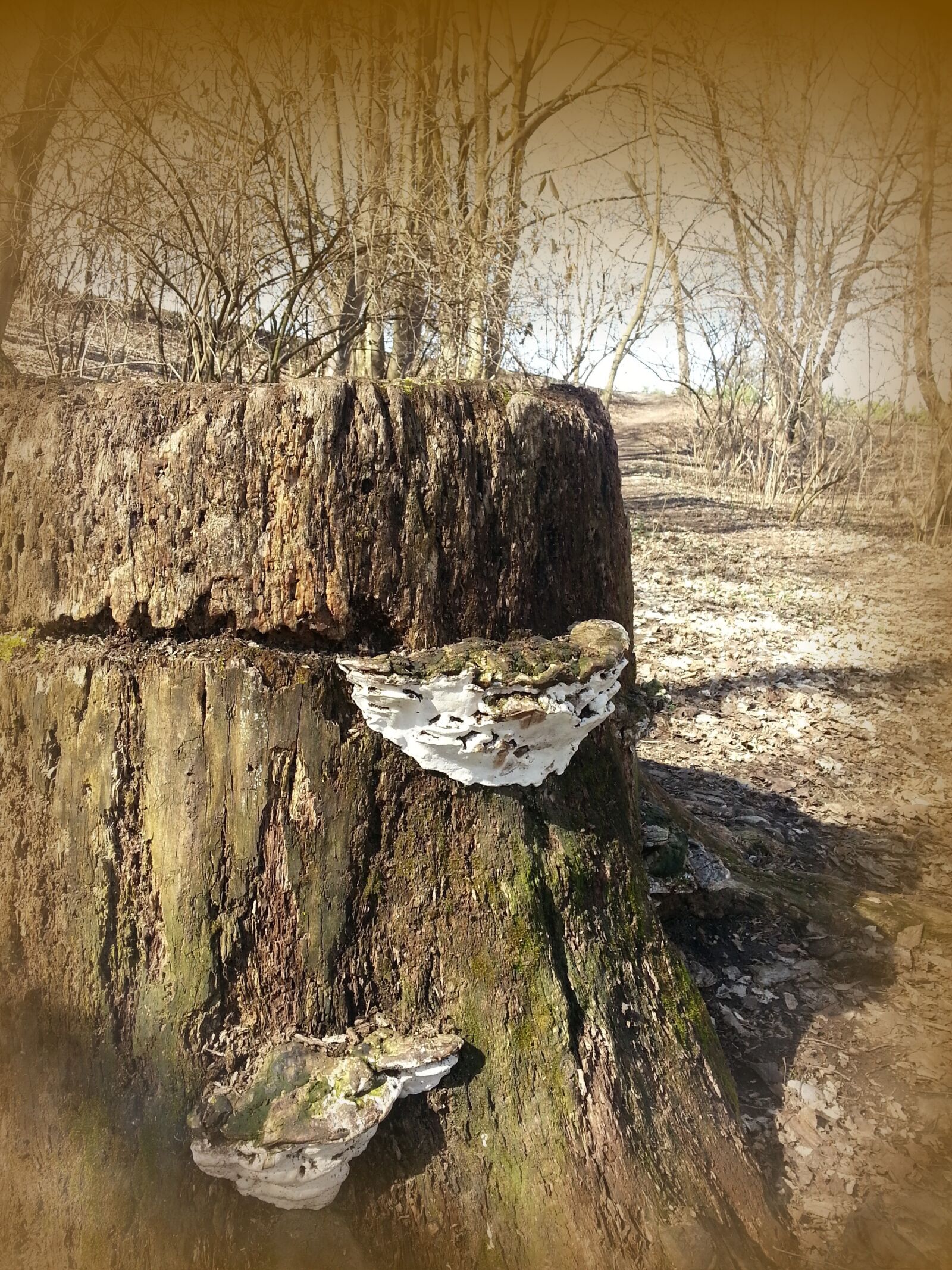 Samsung Galaxy S3 sample photo. Log, tree fungus, tree photography