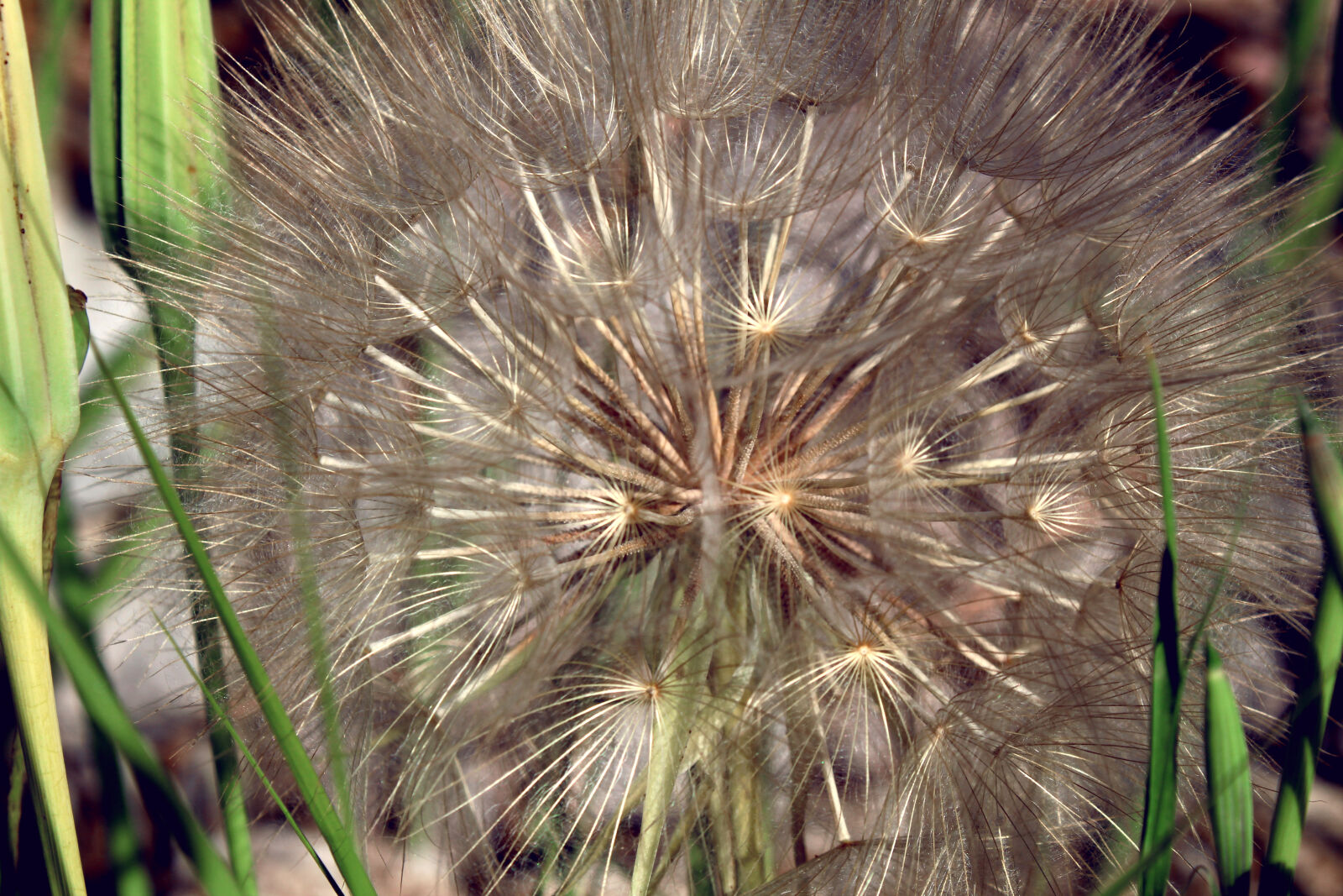 Canon EOS 1300D (EOS Rebel T6 / EOS Kiss X80) sample photo. Background, dandelion, flower, grow photography