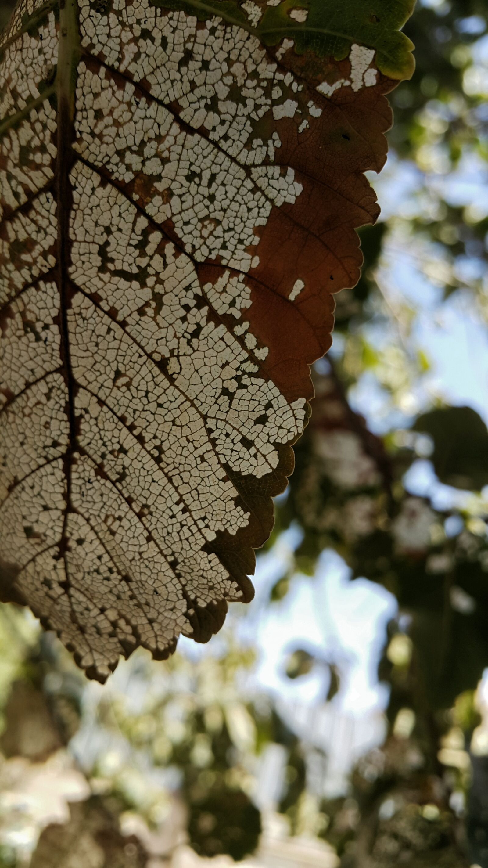 Samsung Galaxy Note4 sample photo. Leaf, tree, white photography