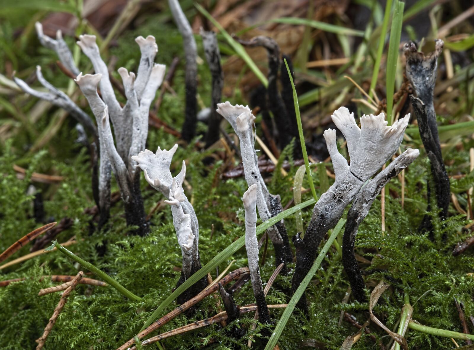 Canon EOS 500D (EOS Rebel T1i / EOS Kiss X3) sample photo. Candlesnuff fungus, white, tiny photography