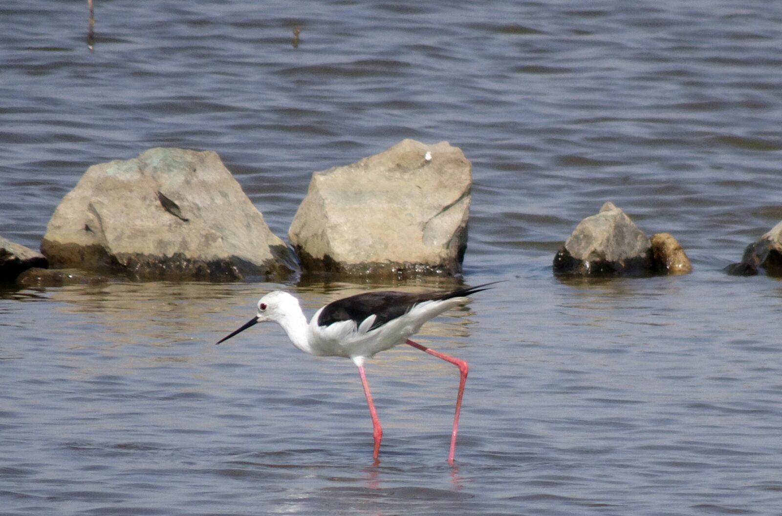 Sony Cyber-shot DSC-HX90V sample photo. Bird, black-winged stilt, common photography