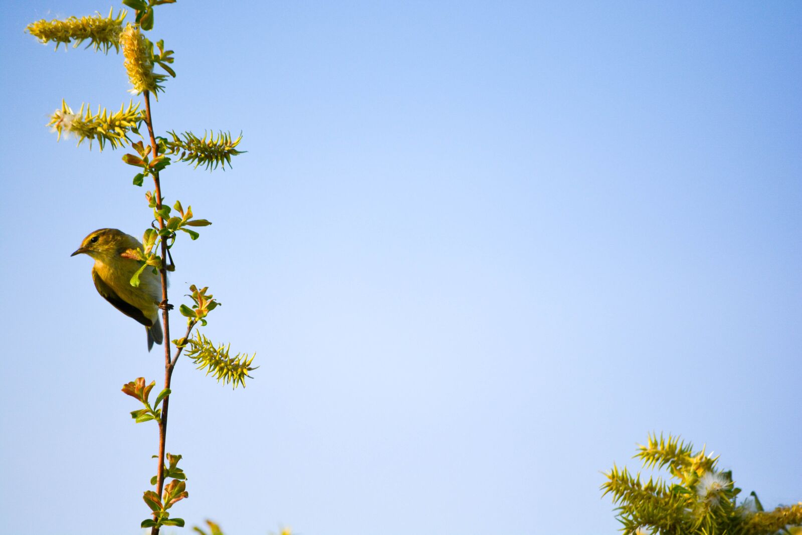 Nikon D5200 sample photo. Bird, nature, tree photography
