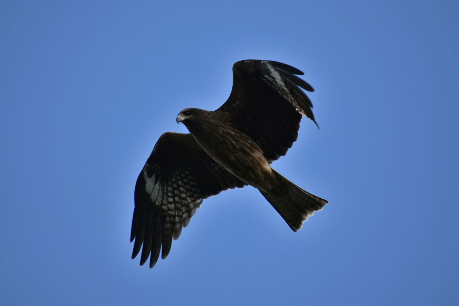 Nikon D7200 sample photo. Animal, sky, bird photography