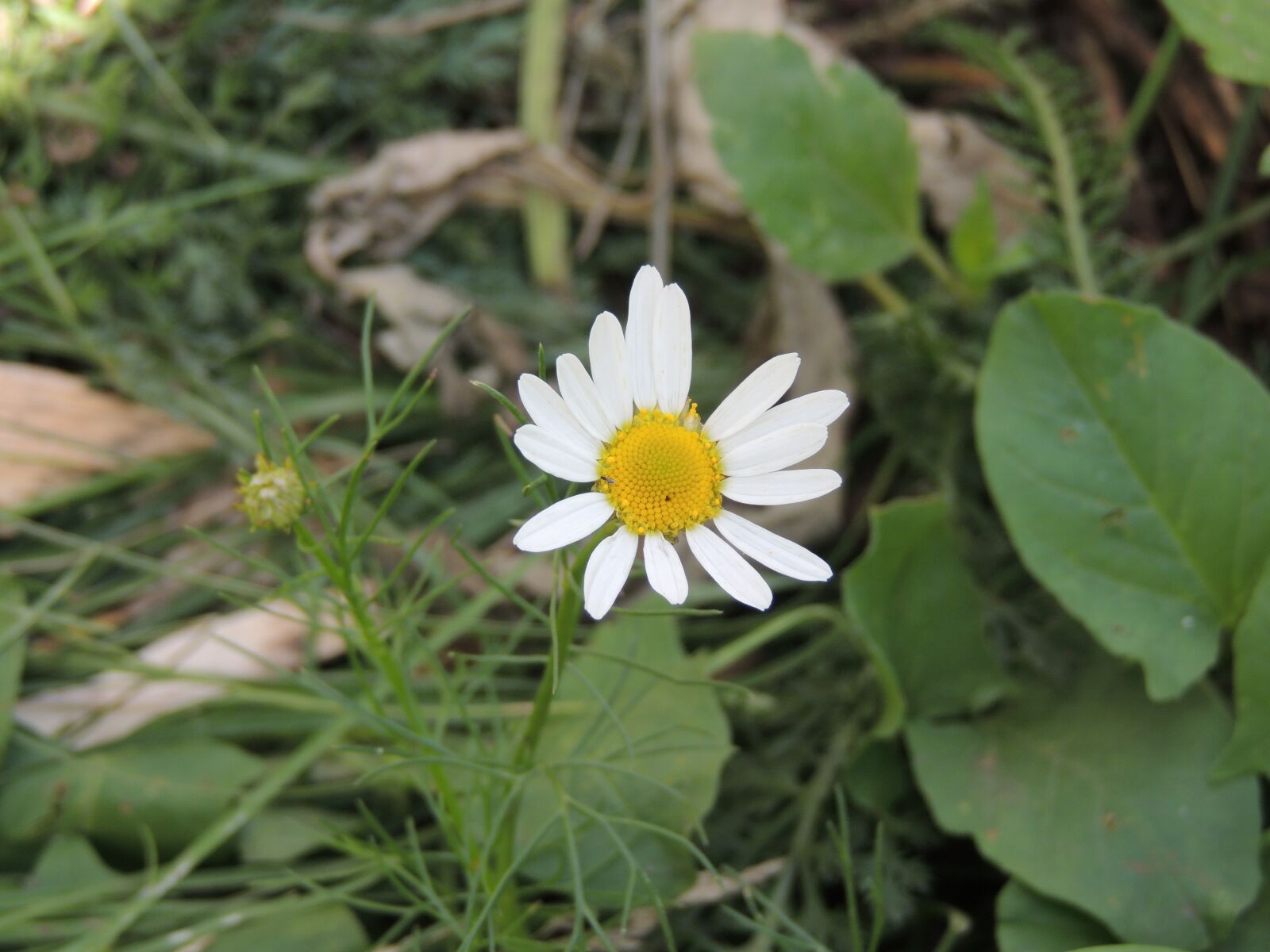Nikon Coolpix P510 sample photo. Daisy, flower, chamomile photography