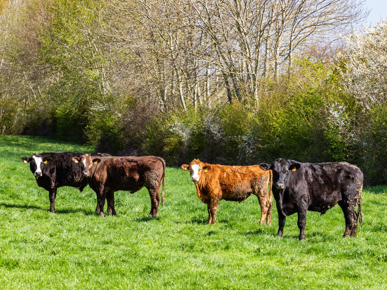 Canon EOS 60D sample photo. Bull, color image, environmental photography