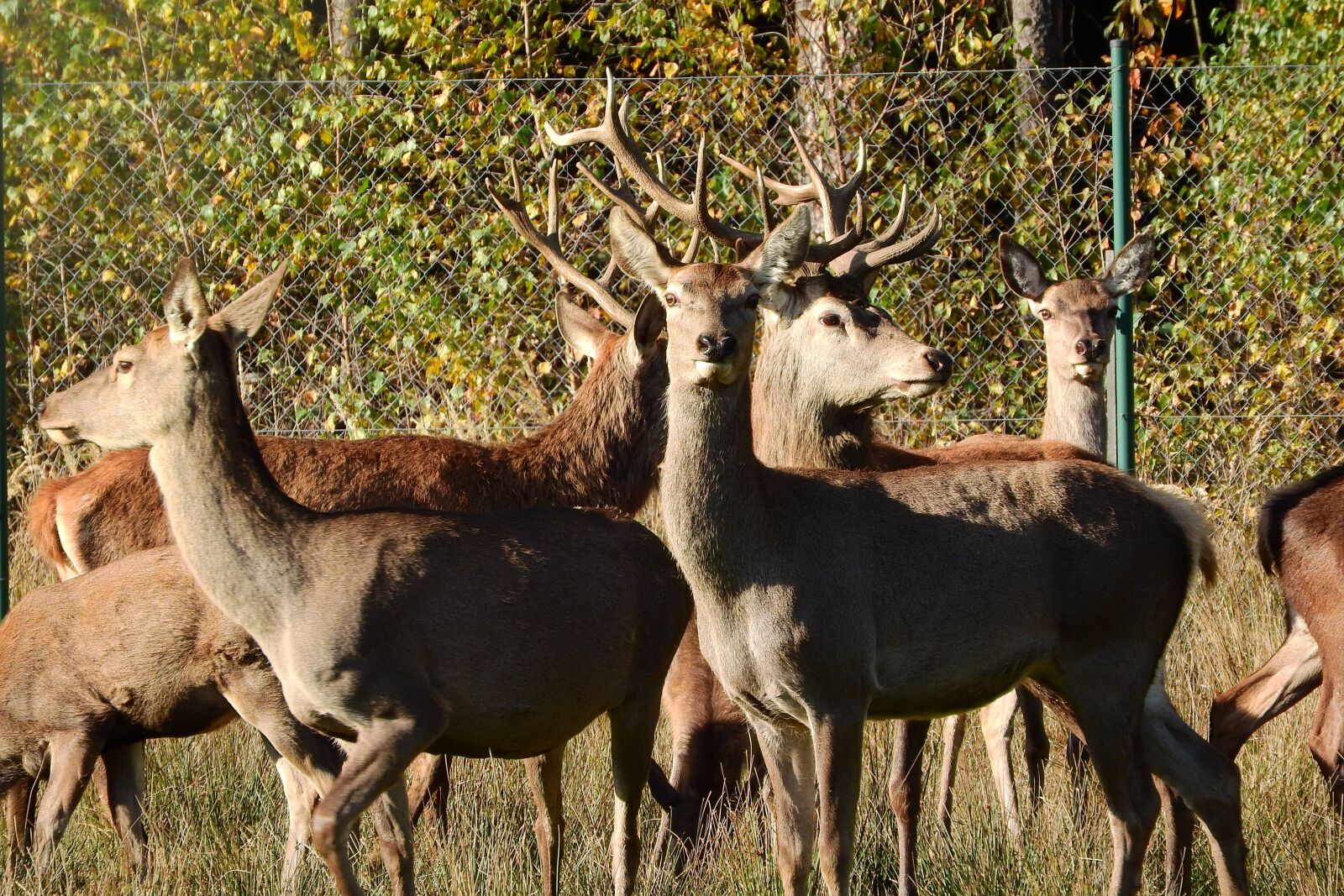 Nikon Coolpix P610 sample photo. Hart, doe, park photography