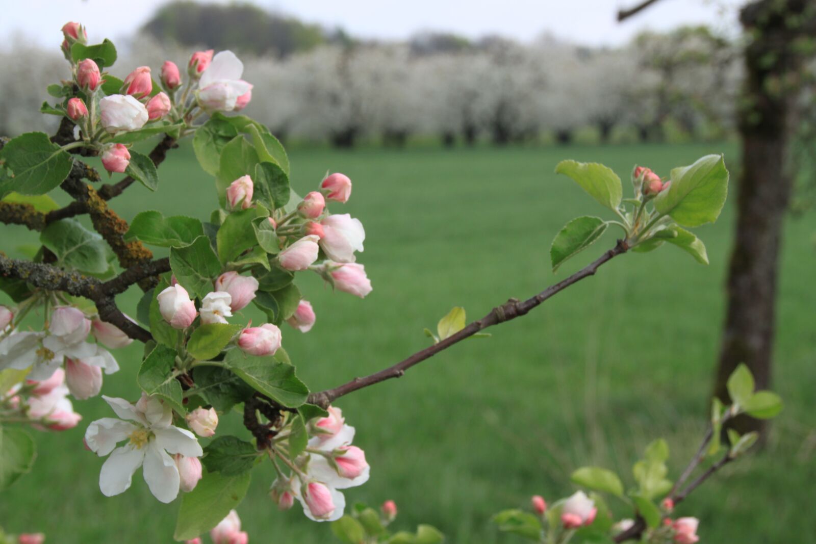 Canon EOS 500D (EOS Rebel T1i / EOS Kiss X3) sample photo. Cherry blossom, franconian switzerland photography