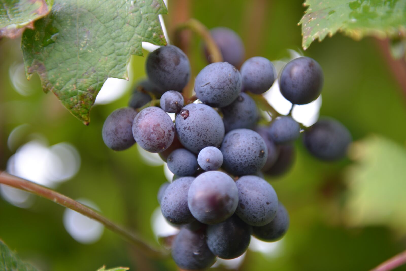 Nikon D800 sample photo. Wine, vit, screws photography