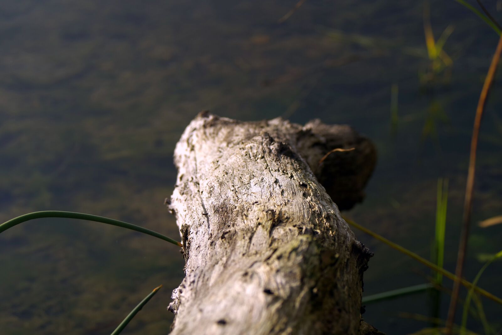 Pentax K-S2 sample photo. Water, dry trunk, tree photography