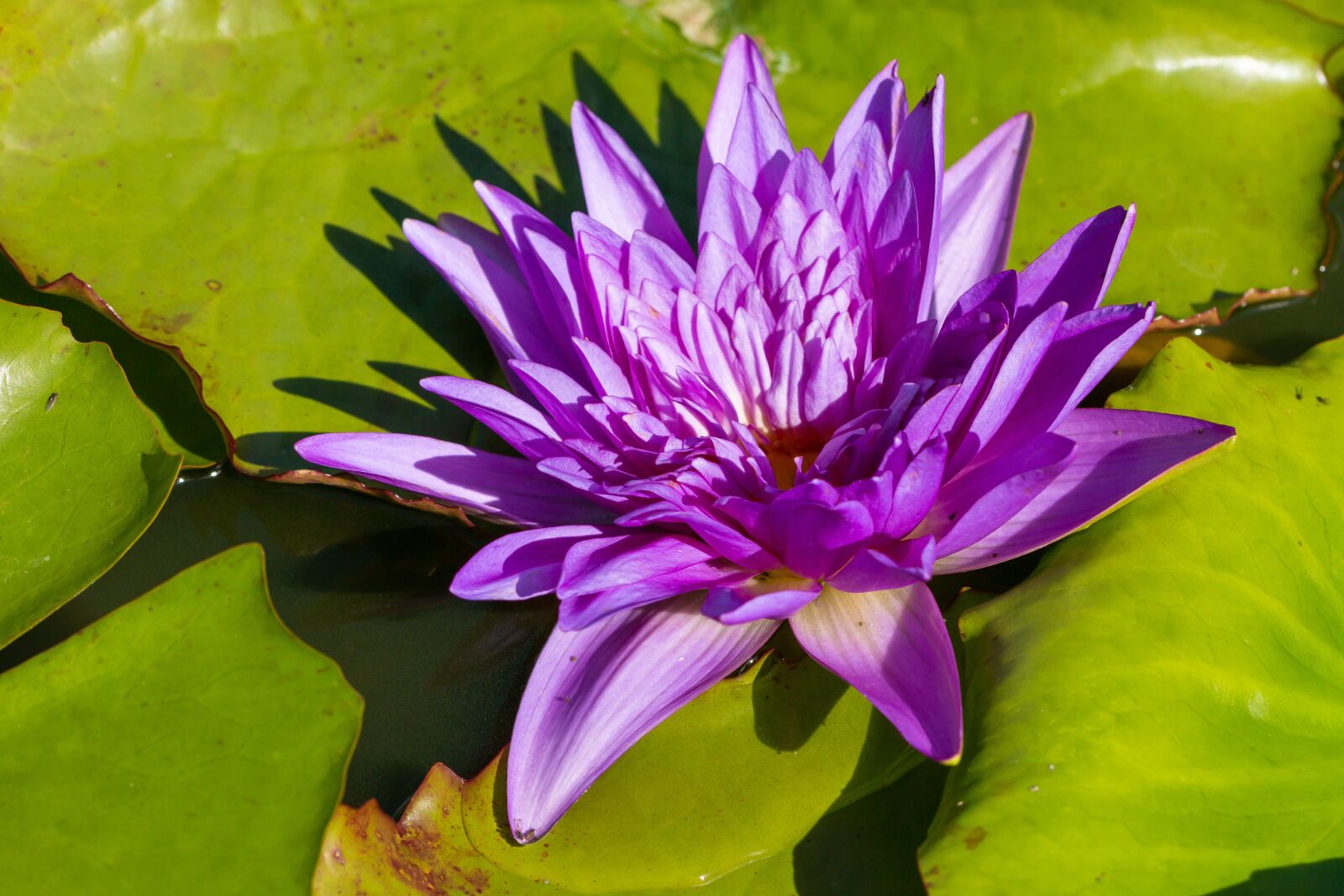Canon EOS 70D sample photo. Lotus, water lily, nuphar photography