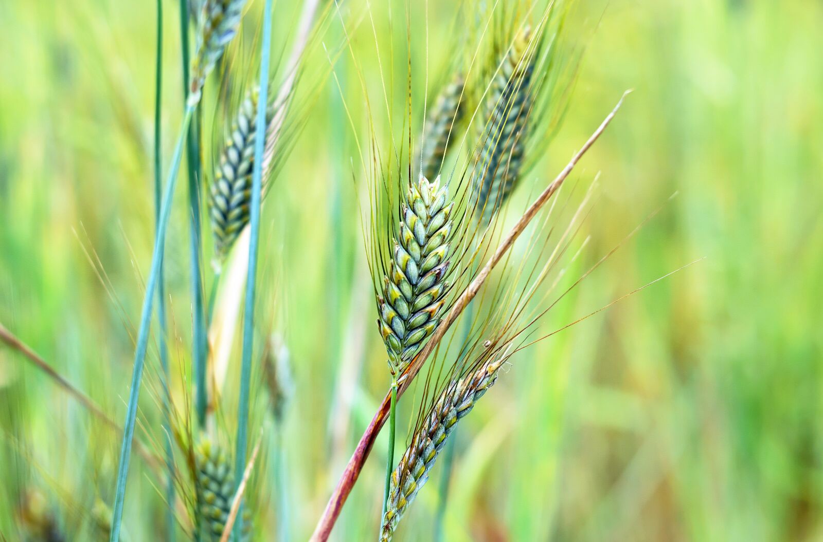 Fujifilm X-T10 + Fujifilm XF 35mm F1.4 R sample photo. Wheat, cereals, grain photography