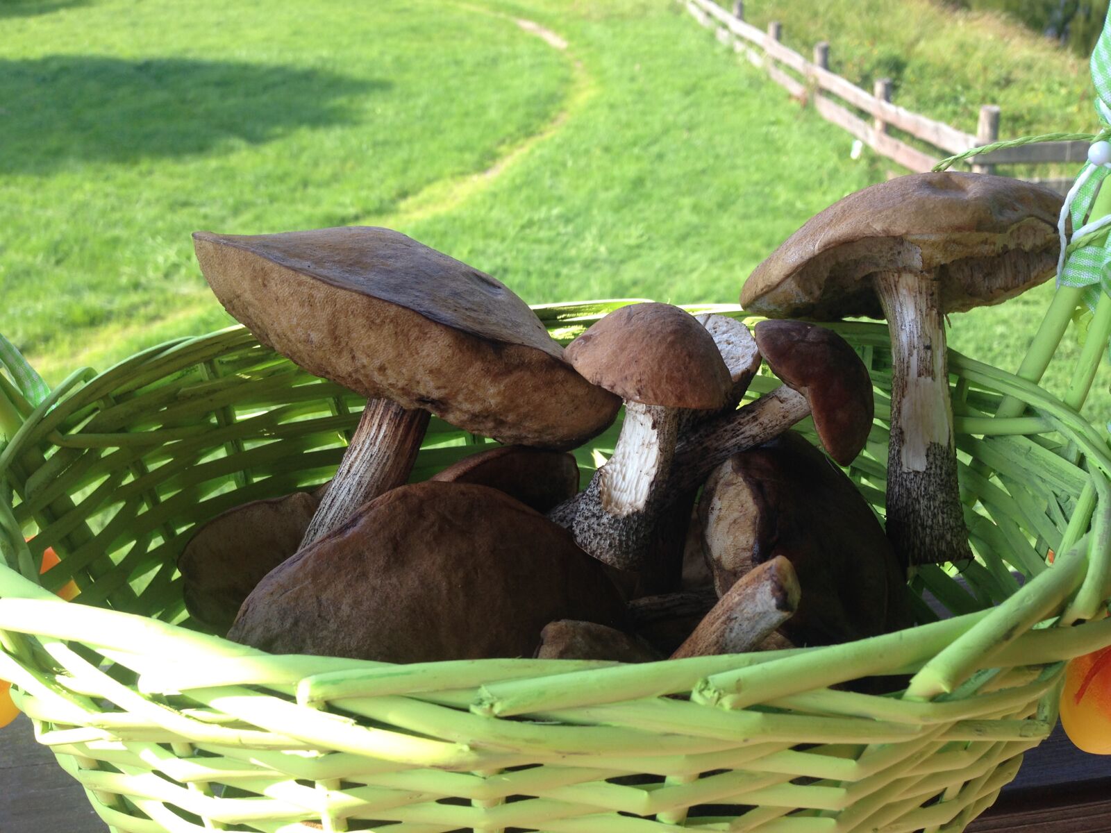 iPhone 5c back camera 4.12mm f/2.4 sample photo. Mushrooms, natural, food, nature photography