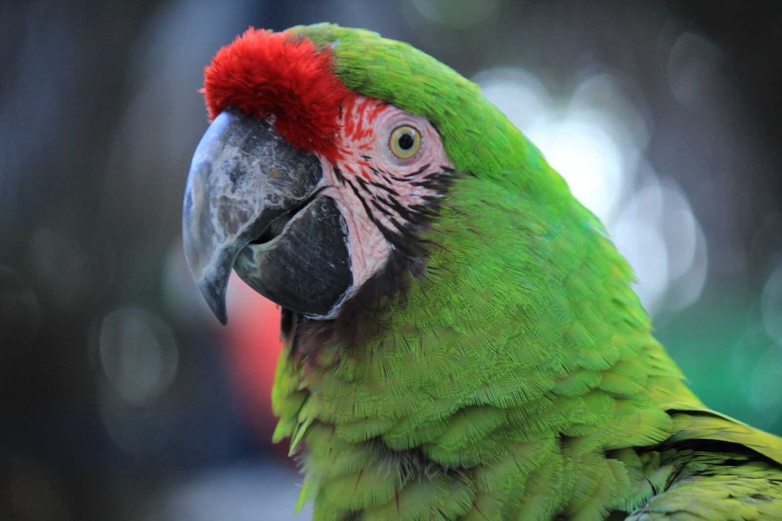 Canon EF-S 55-250mm F4-5.6 IS sample photo. Parrot, macaw, red photography