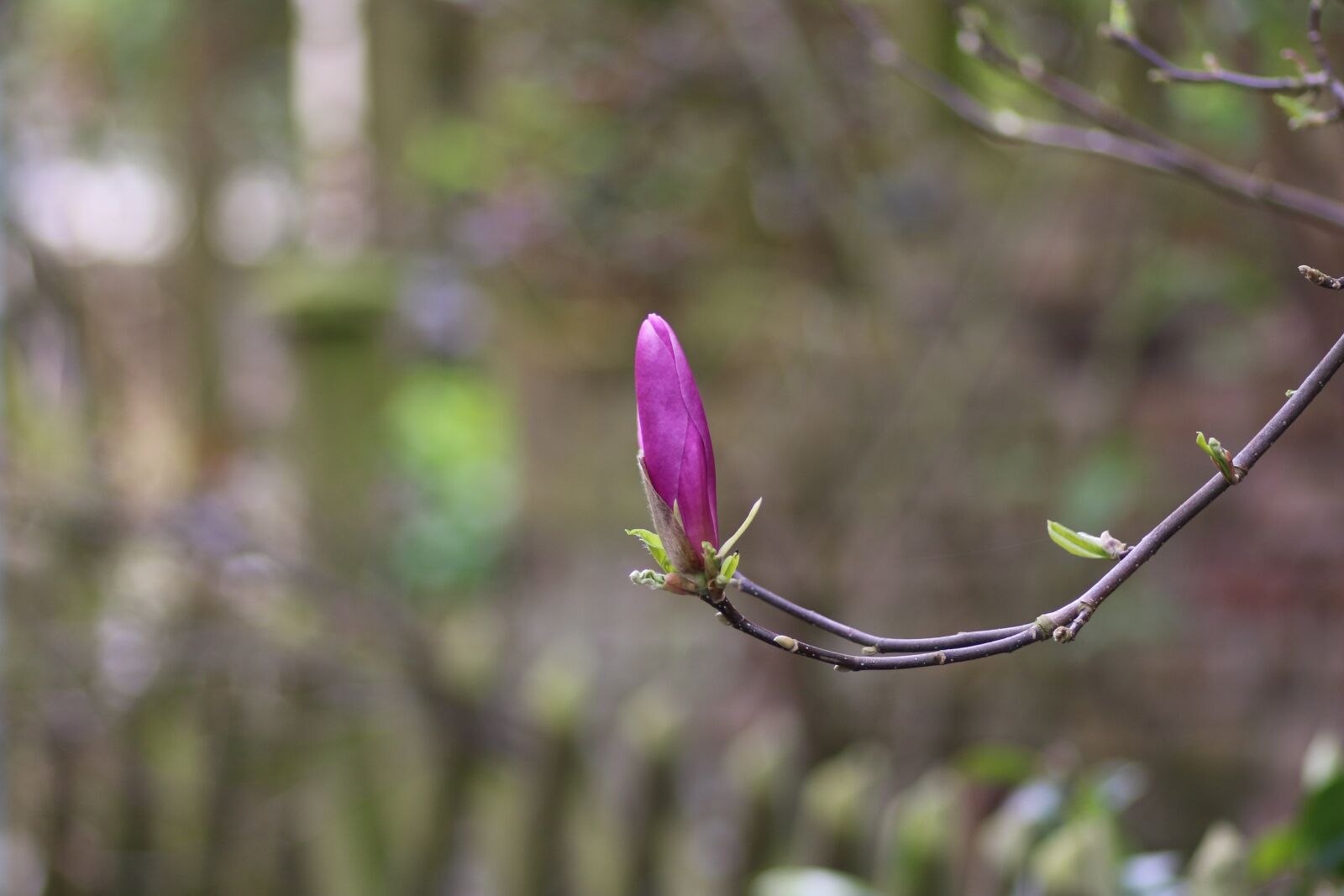 Canon EOS 70D sample photo. Magnolia, flower, purple photography