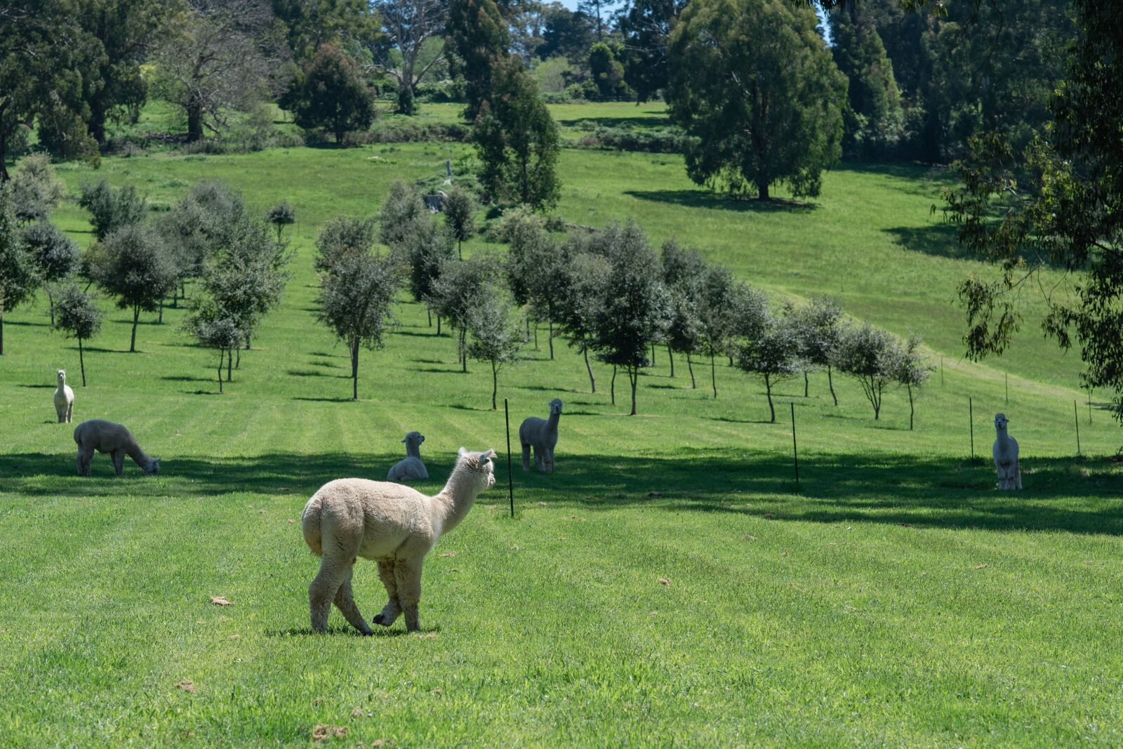 Nikon D750 sample photo. Alpaca, camelid, mammal photography