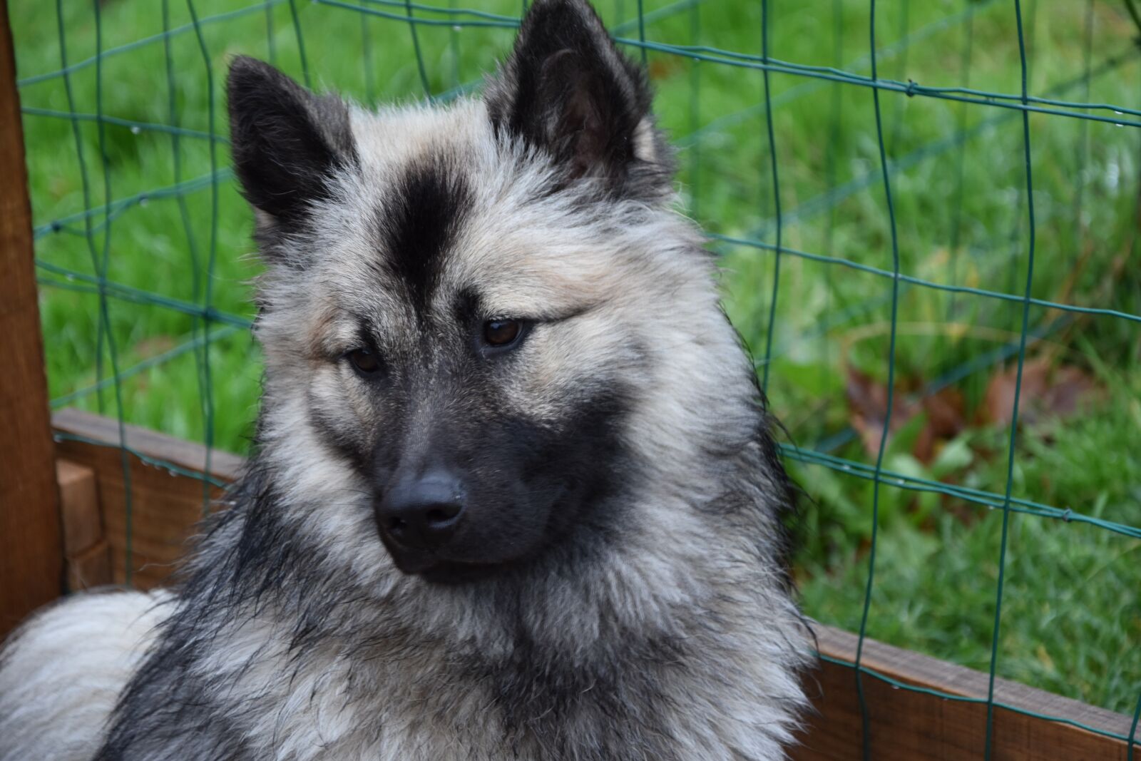 Nikon D5600 sample photo. Dog, dog eurasier, bitch photography