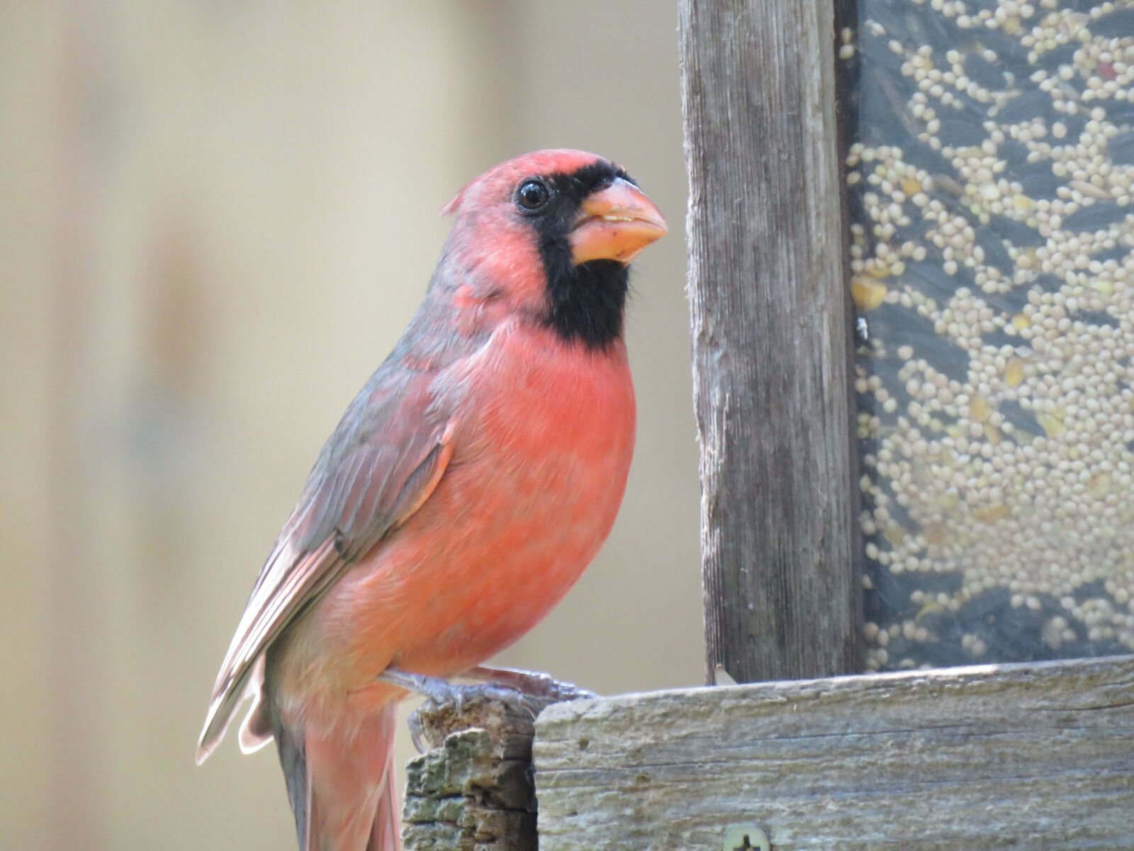 Canon PowerShot SX60 HS sample photo. Bird, nature, songbird photography