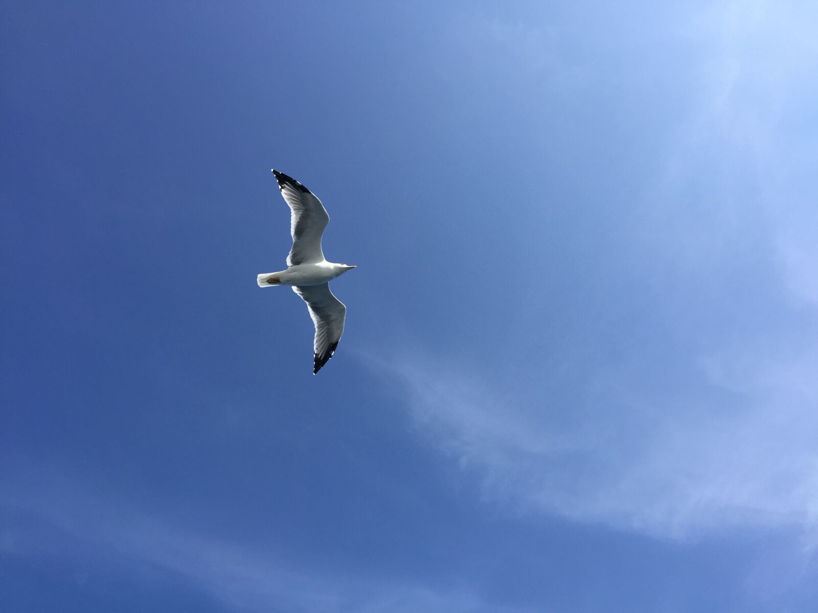 iPhone 6 Plus back camera 4.15mm f/2.2 sample photo. Seagull, blue sky, air photography