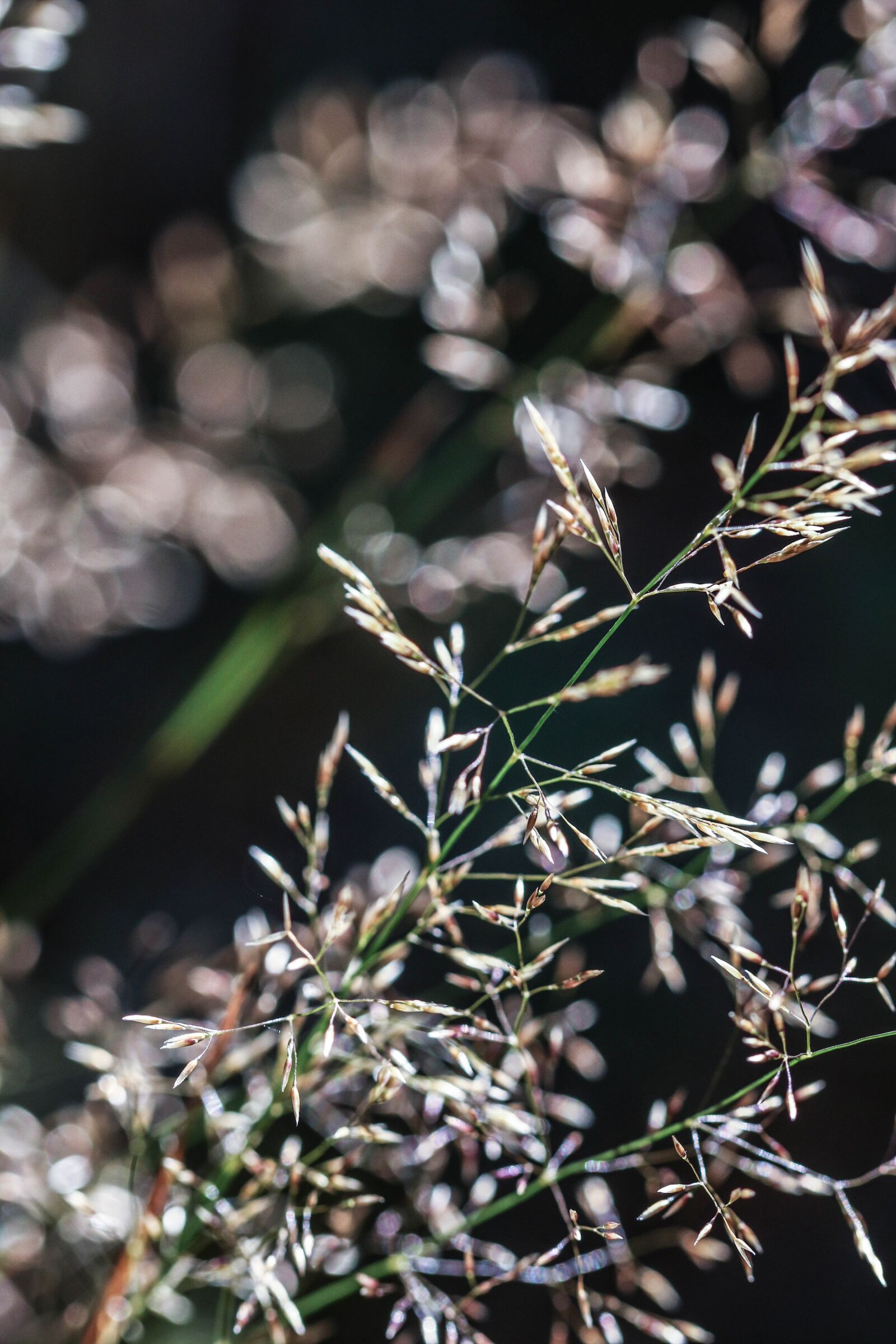 Canon EOS 7D Mark II sample photo. Straw, growth, plant photography