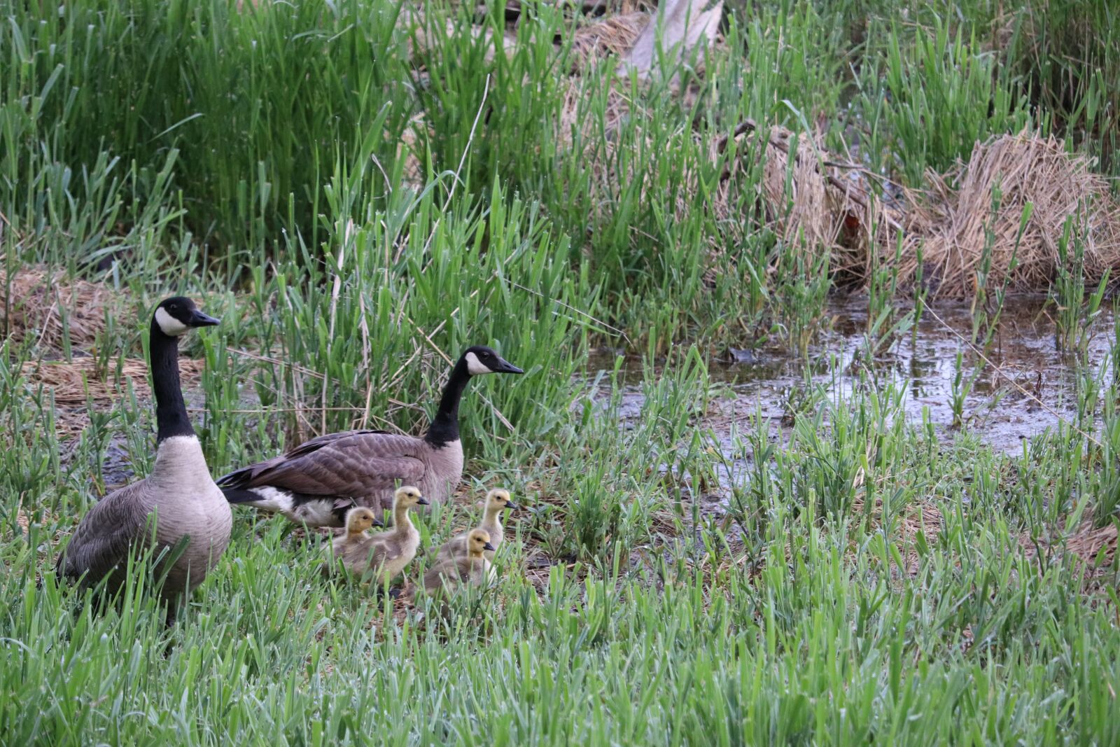 Canon EOS 200D (EOS Rebel SL2 / EOS Kiss X9) sample photo. Geese, wildlife, goose photography