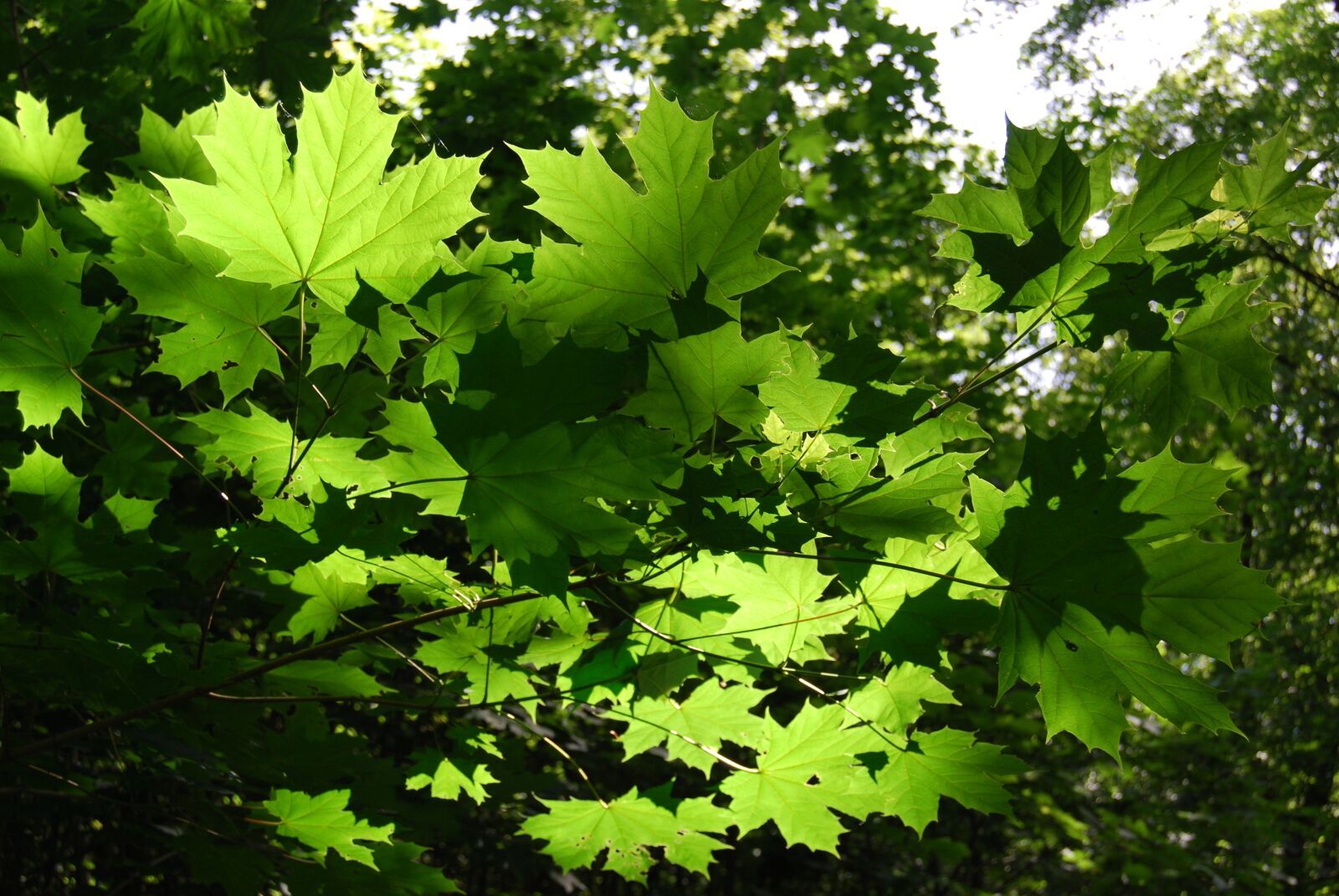 Nikon D40X sample photo. Leaves, canopy, green photography