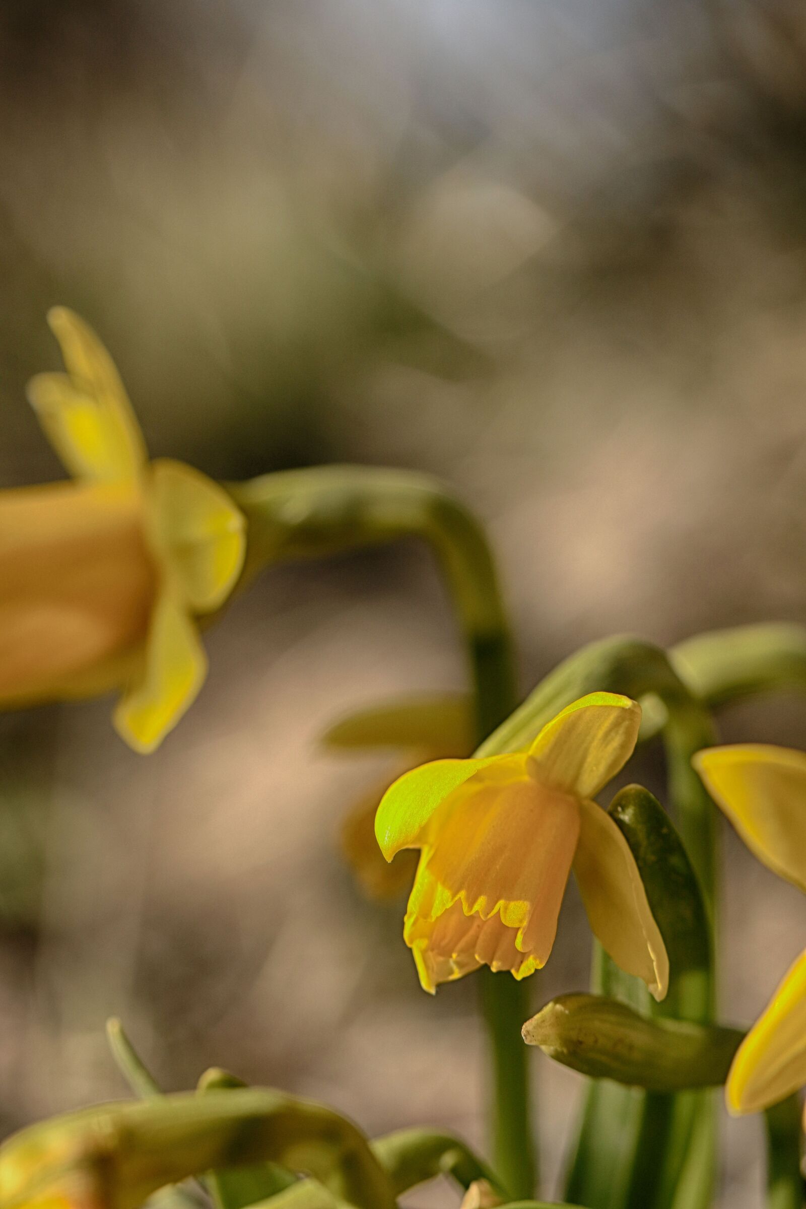 Canon EF 100mm F2.8L Macro IS USM sample photo. Flower, lily, yellow photography