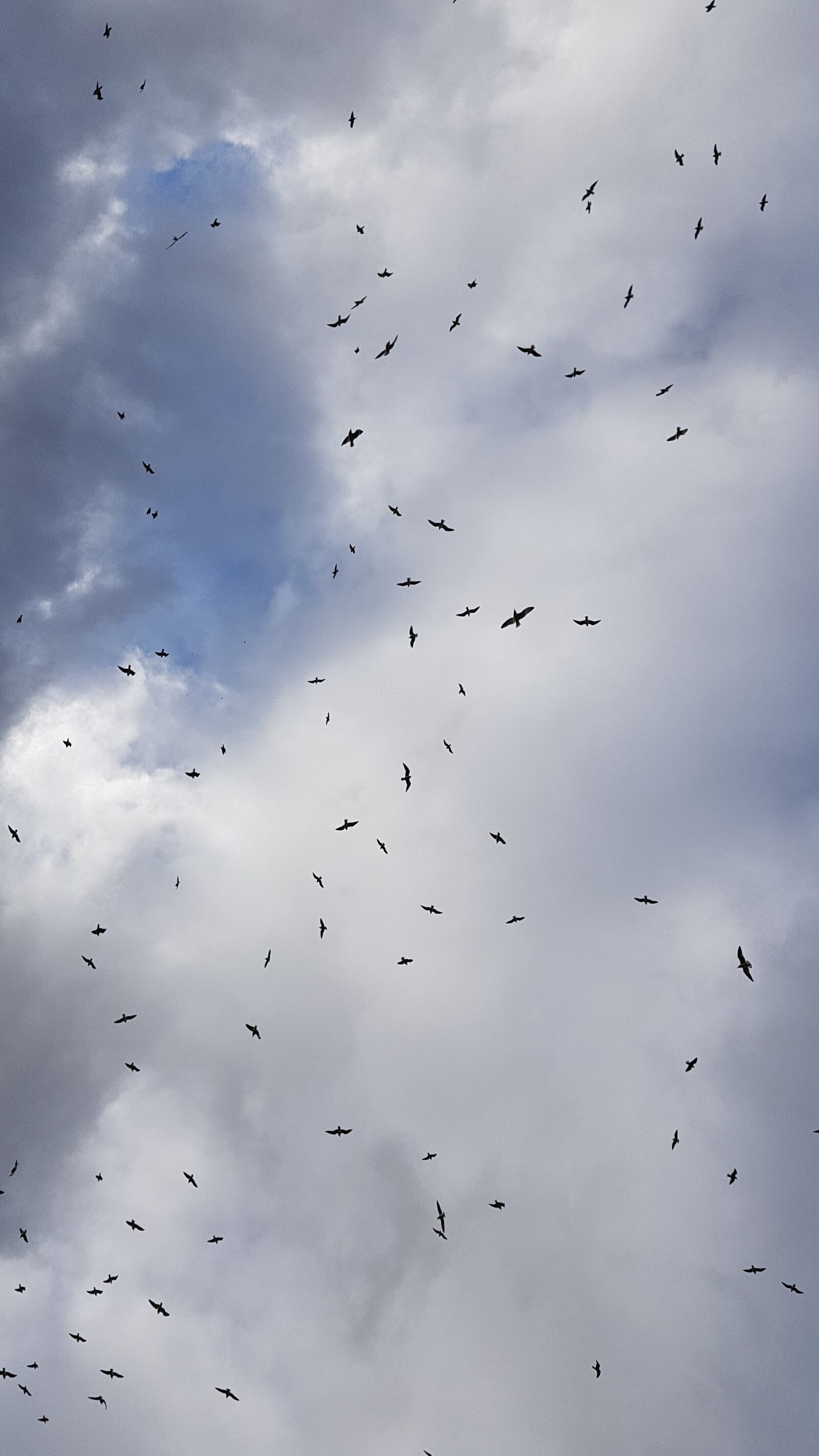 Samsung Galaxy S7 sample photo. Sky, birds, clouds photography