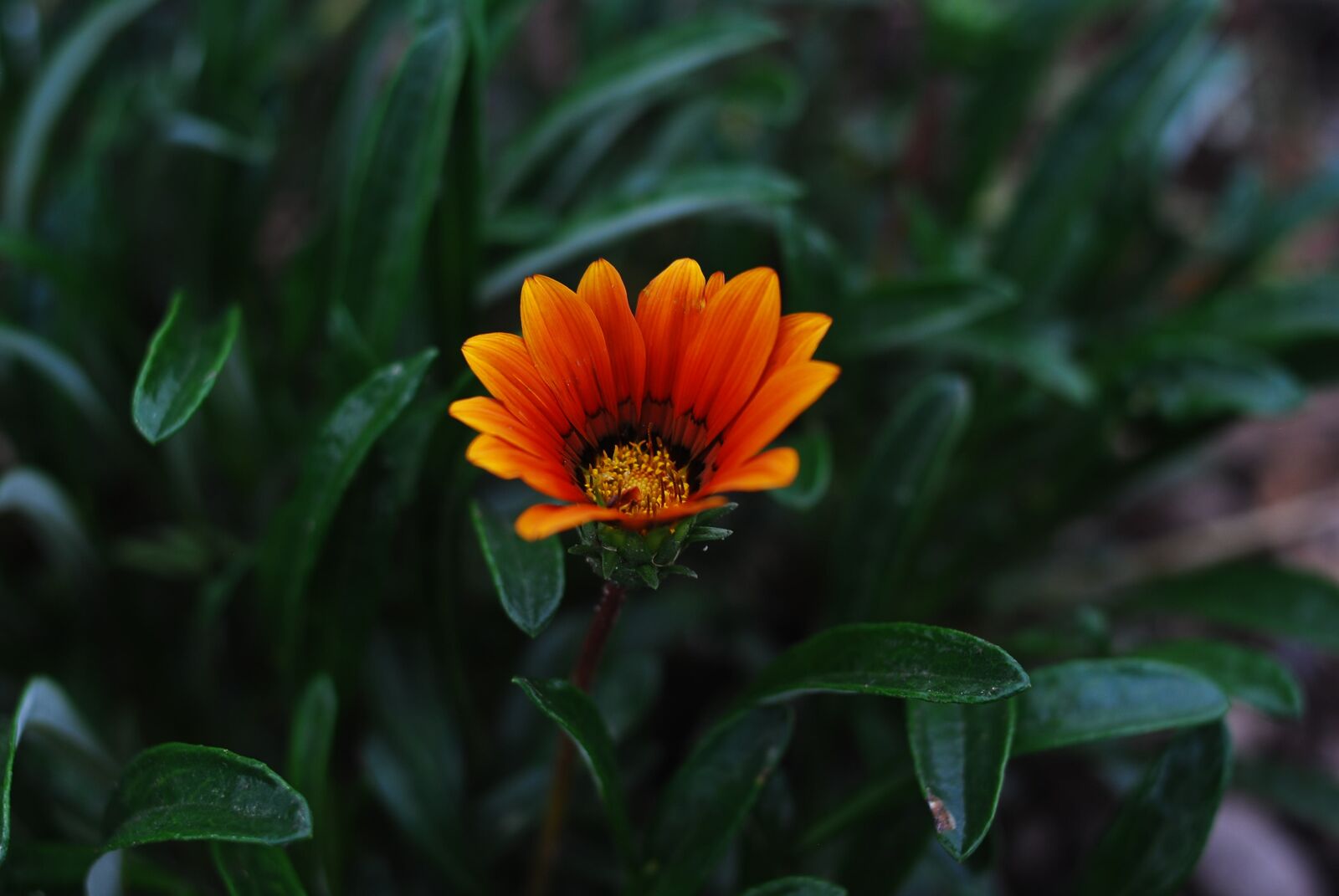 Nikon D60 sample photo. Plant, nature, flower photography