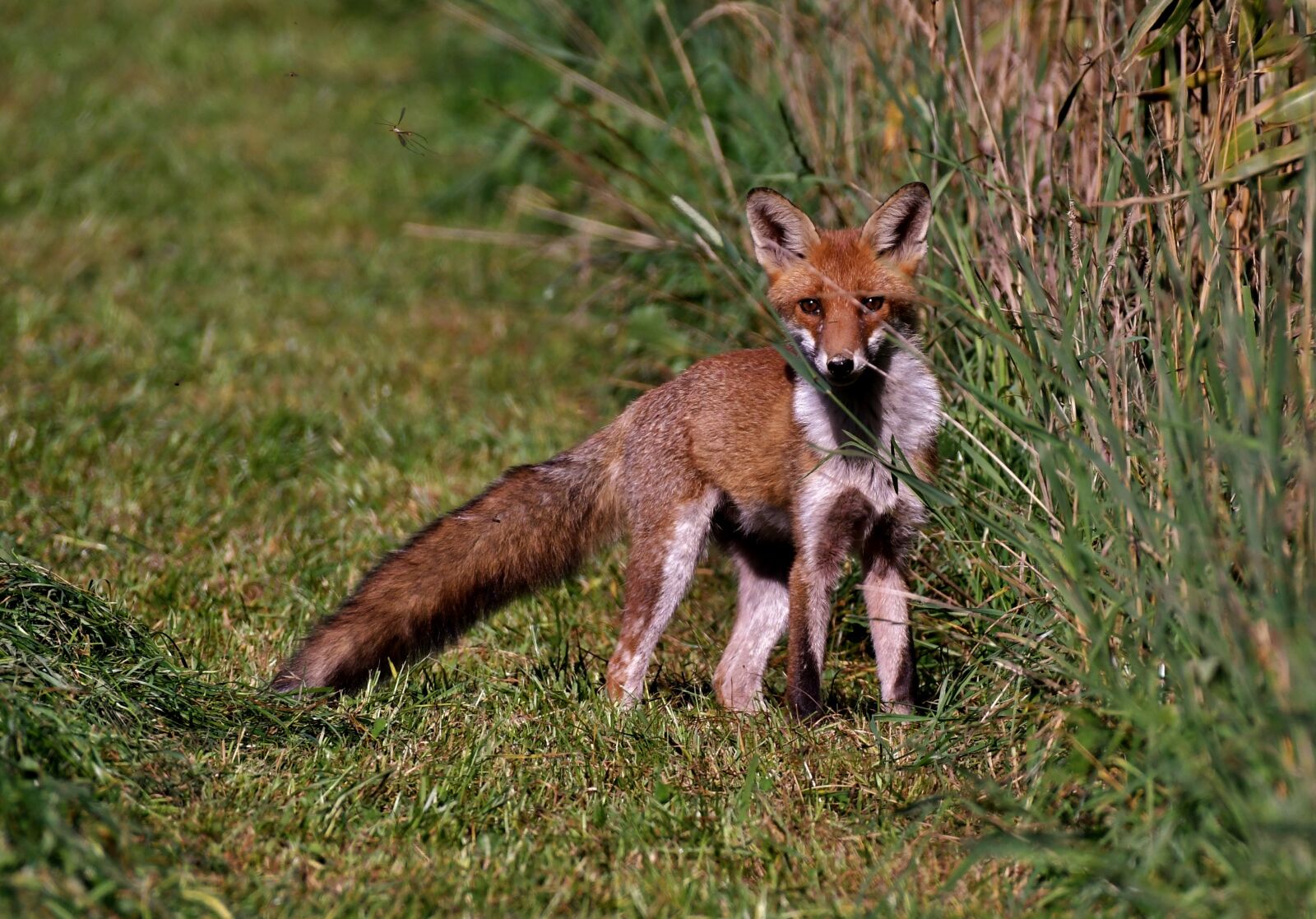 Nikon D500 sample photo. Fox, predator, wild photography