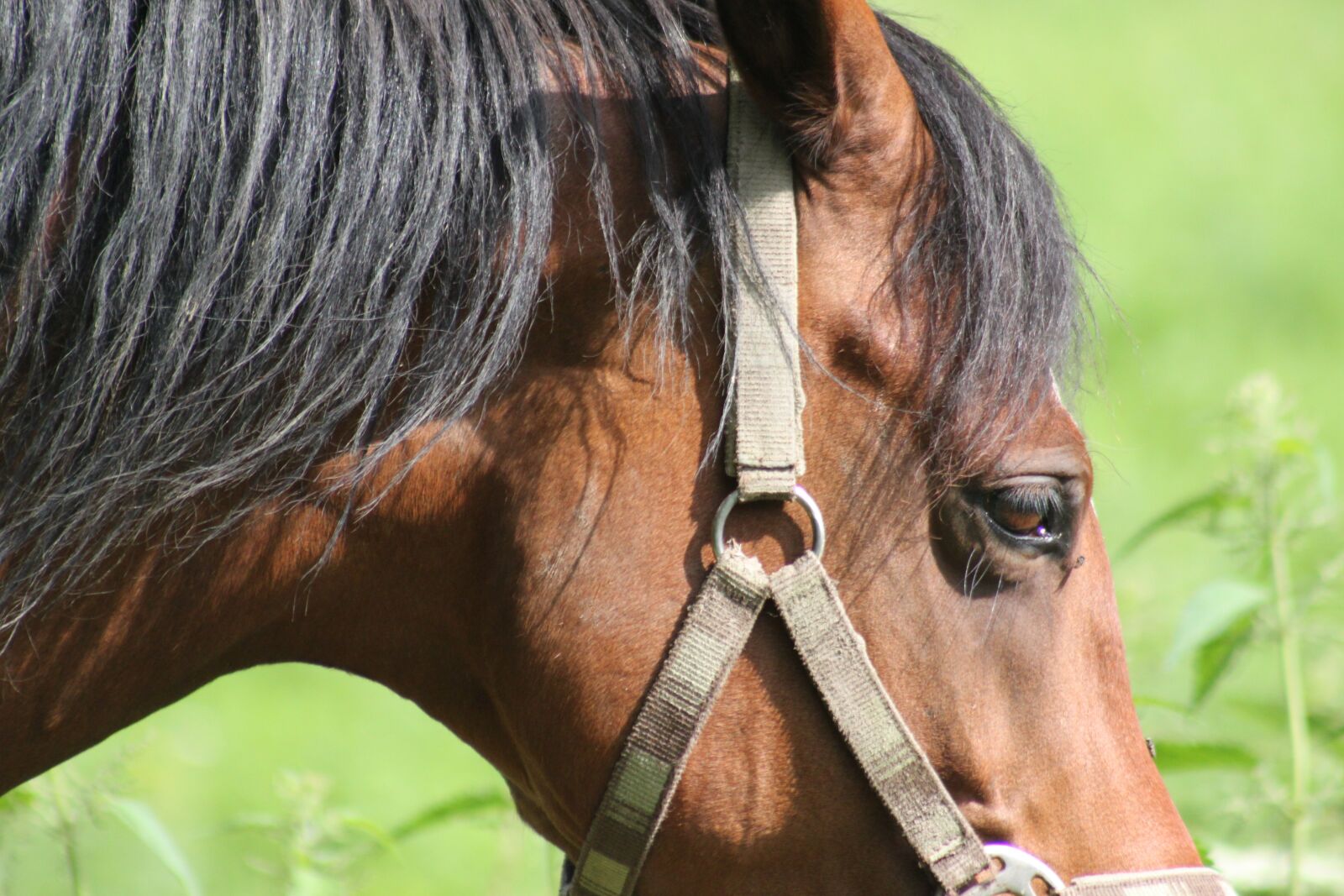 Canon EOS 500D (EOS Rebel T1i / EOS Kiss X3) sample photo. Horse, brown, animal photography