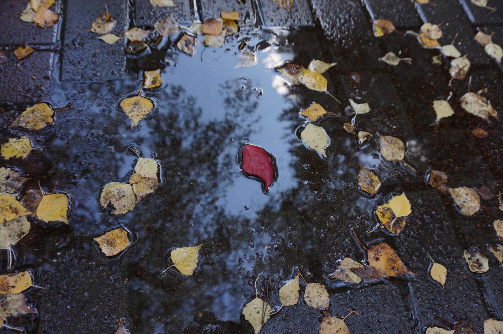 Sony Alpha a5000 (ILCE 5000) sample photo. Autumn, leaves, nature photography