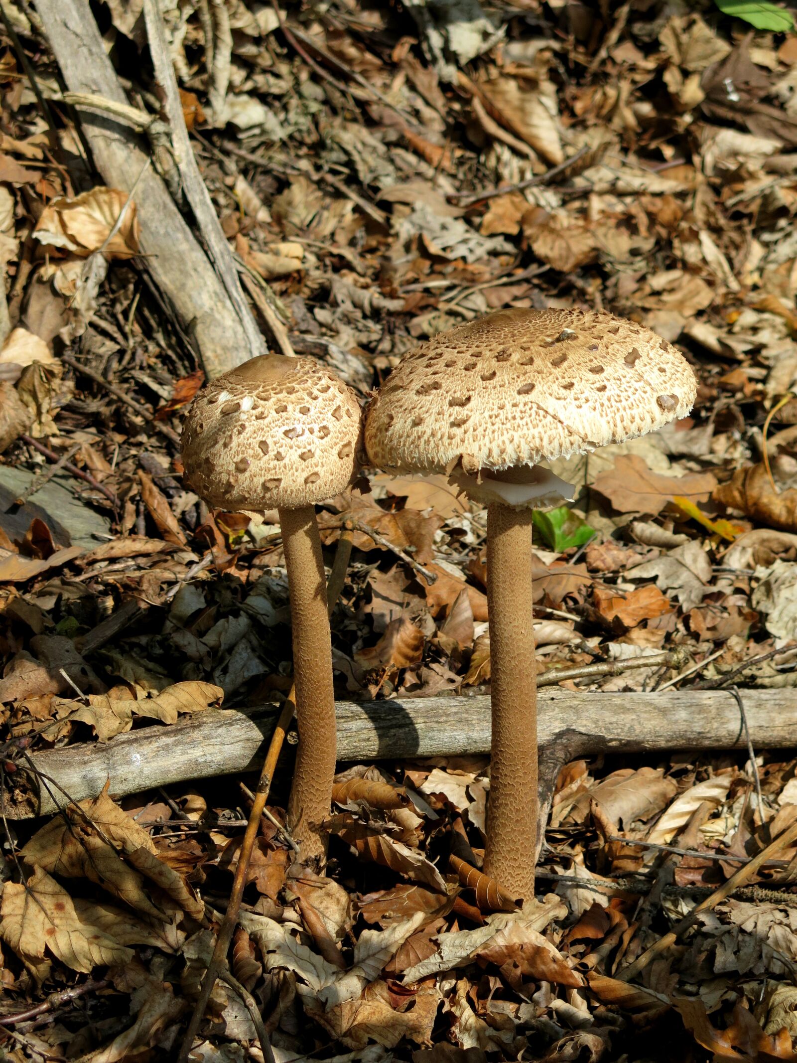 Canon PowerShot G16 sample photo. Mushrooms, forest, nature photography