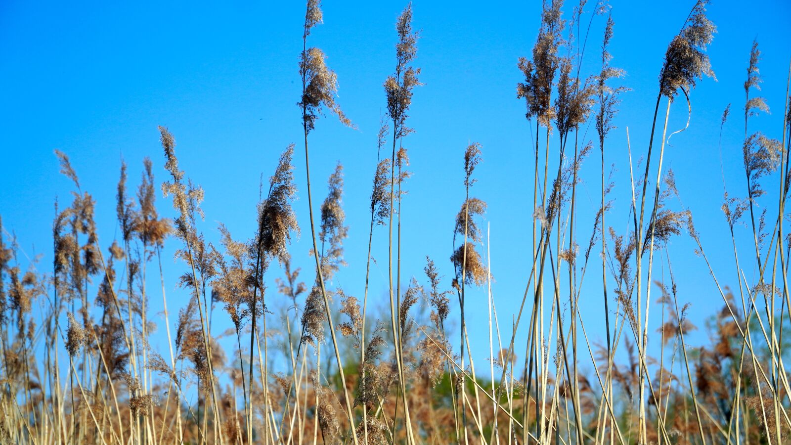 Sony E PZ 18-105mm F4 G OSS sample photo. Grass, reed, nature photography