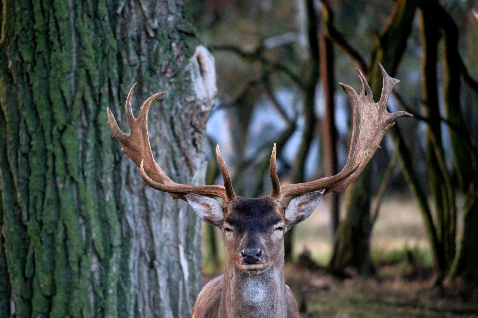 Canon EF-S 55-250mm F4-5.6 IS STM sample photo. Hirsch, antler, fallow deer photography