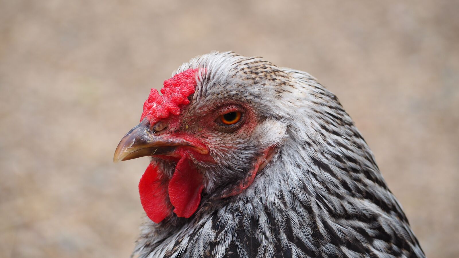 Olympus OM-D E-M10 II sample photo. Chicken, farm animal, animals photography