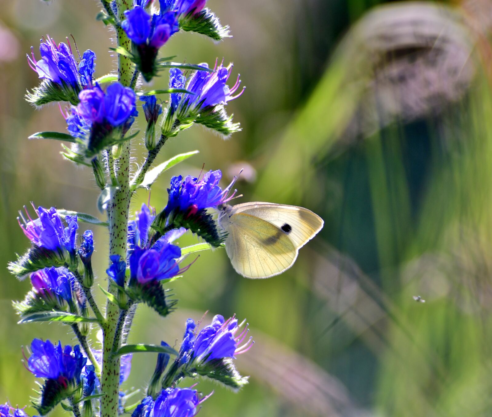 Nikon D500 sample photo. Slangenkruid, cabbage white, flower photography