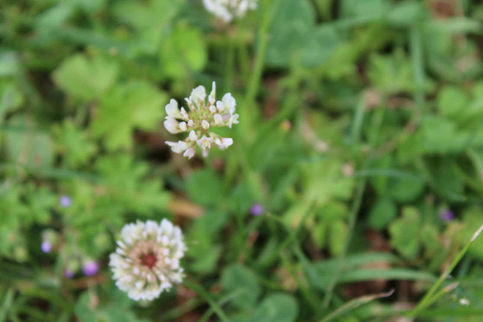 Canon EOS 1200D (EOS Rebel T5 / EOS Kiss X70 / EOS Hi) sample photo. Flower, flowers, nature photography