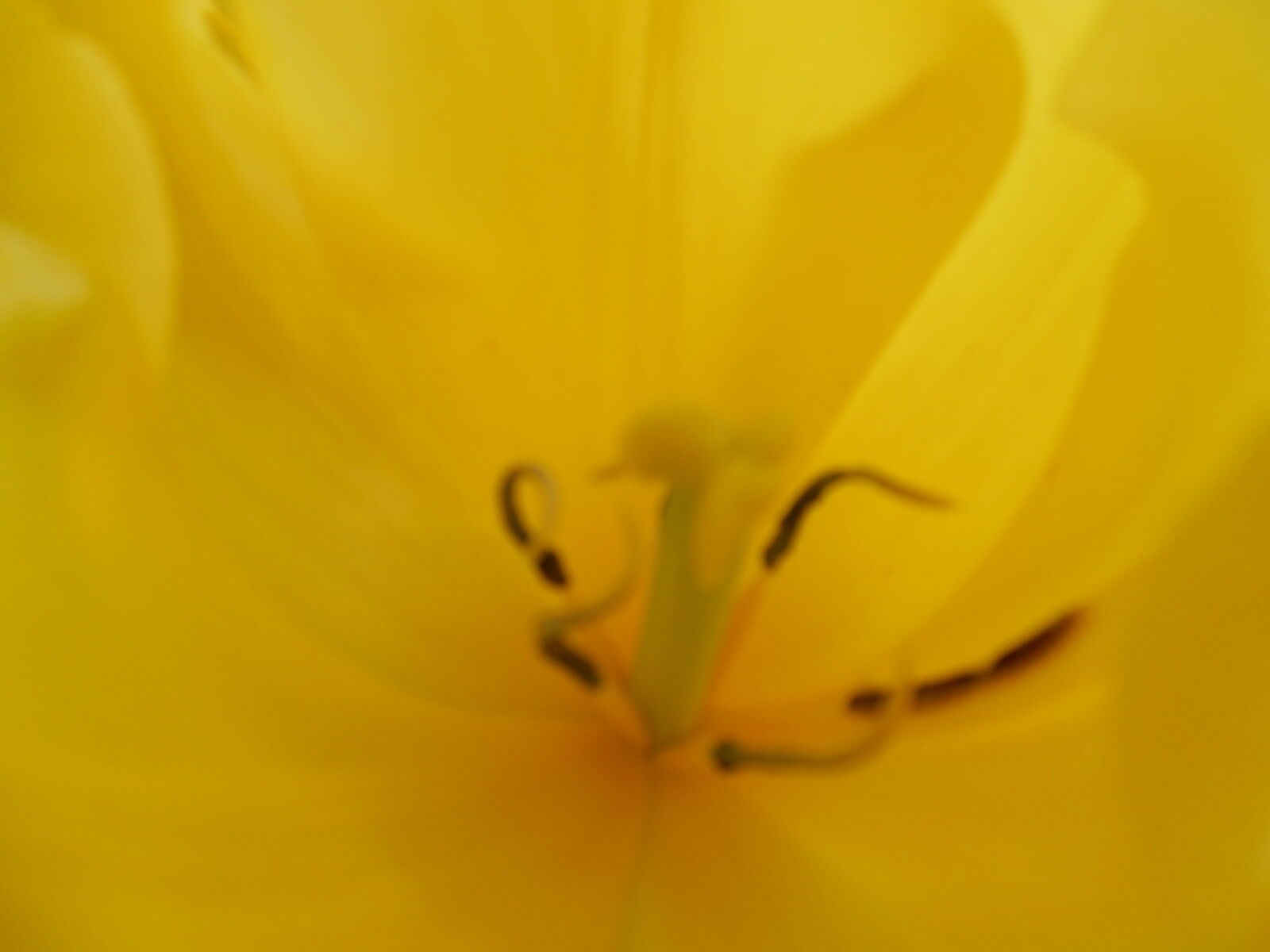 Nikon Coolpix S3500 sample photo. Beautiful, feuille, jaune, tige photography
