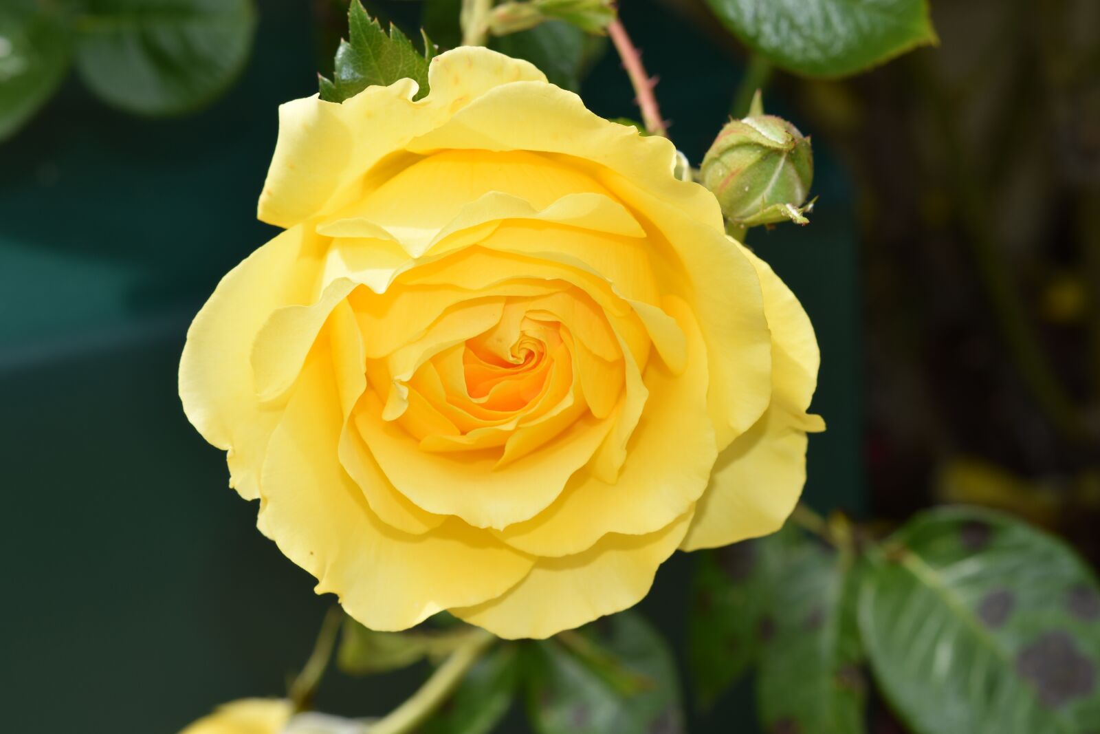 Nikon D5600 sample photo. Flower, yellow rose, rose photography