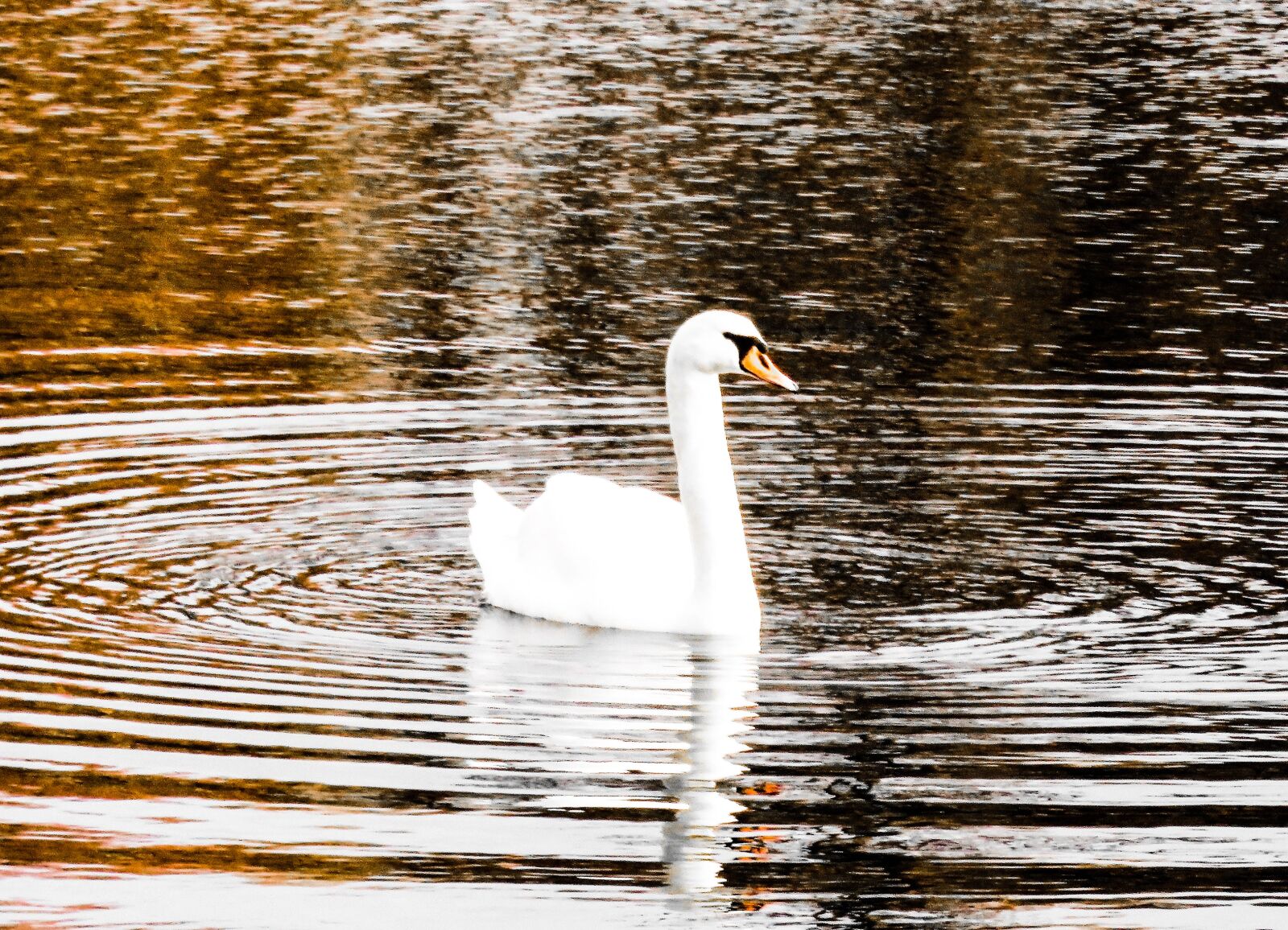 Canon PowerShot SX710 HS sample photo. Swan, lake, water photography