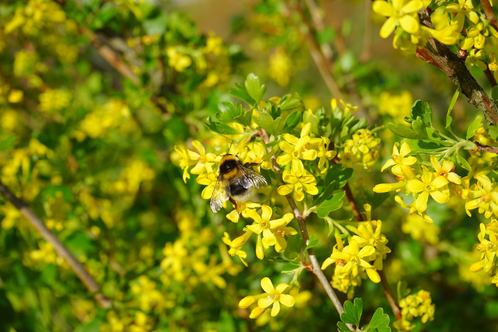 Sony a7 sample photo. Ribes aureum, flowers, yellow photography