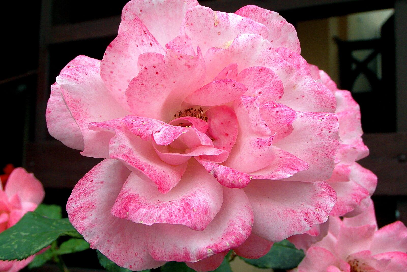 Samsung WB750 sample photo. Rose, flower, pink photography