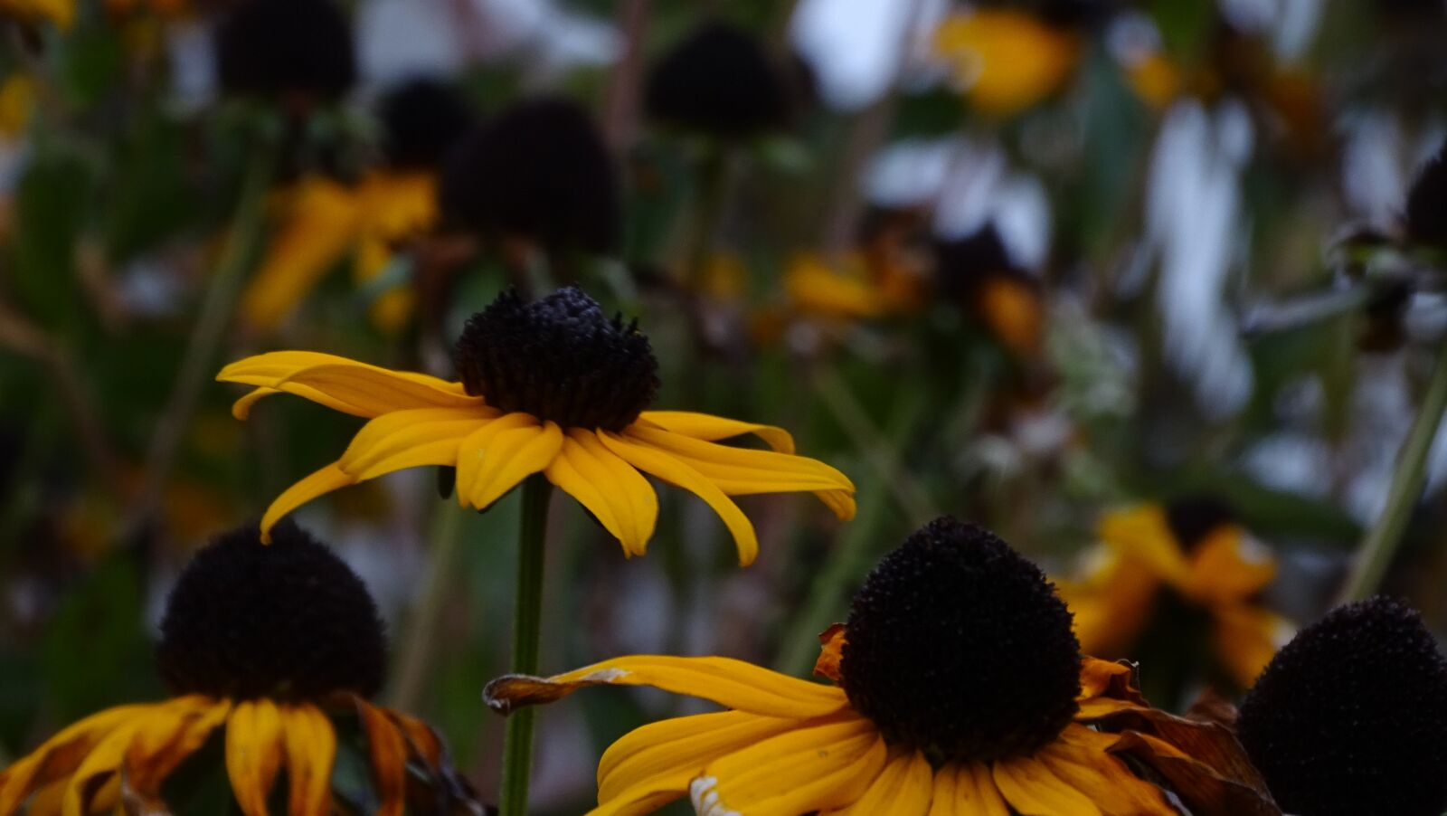 Sony Cyber-shot DSC-HX400V sample photo. Coneflowers, yellow, coneflower photography